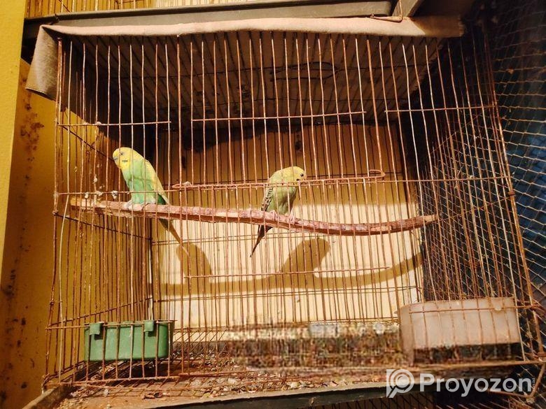 বাজিগার পাখি