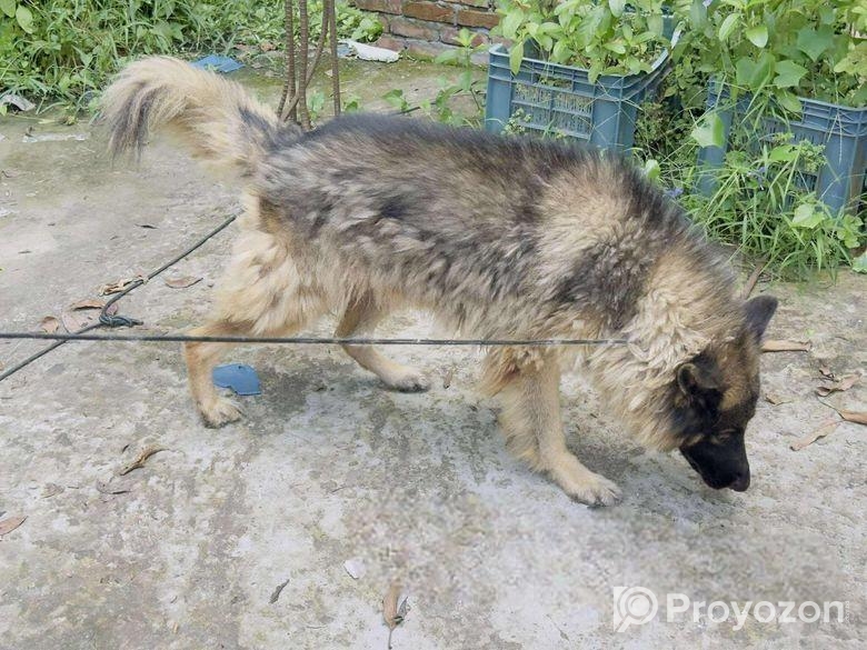 বিক্রি করা হবে কেউ নিতে চাইলে যোগাযোগ করতে পারেন