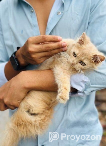 পারসিয়ান বিড়াল