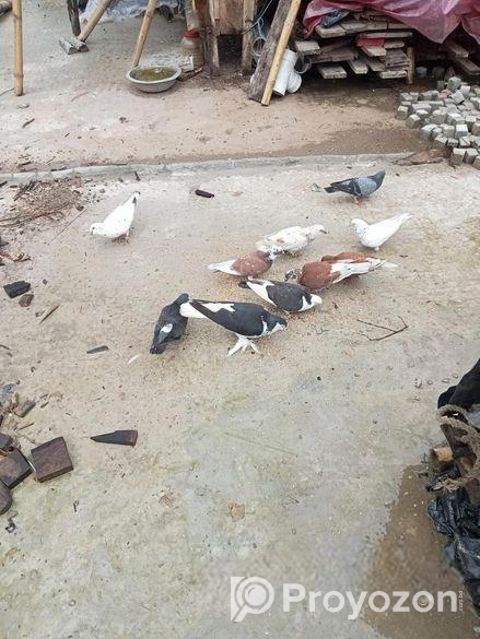 সিরাজি সহ বাংলা কবুতর, খরগোশ বিক্রি করা হবে। এনেল