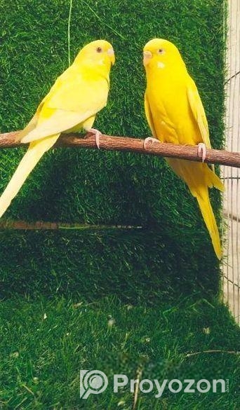 বাজরিগার পাখি