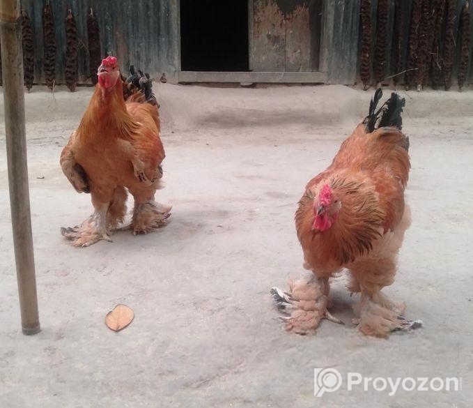 বাহমা মুরগি