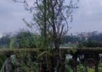 মেন্দি/মেহেদী গাছ