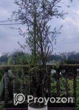 মেন্দি/মেহেদী গাছ