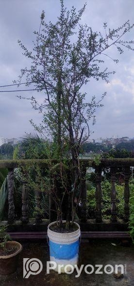 মেন্দি/মেহেদী গাছ