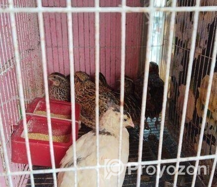 রানিং ডিম পাড়া কোয়েল পাখি