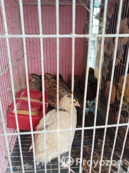 রানিং ডিম পাড়া কোয়েল পাখি