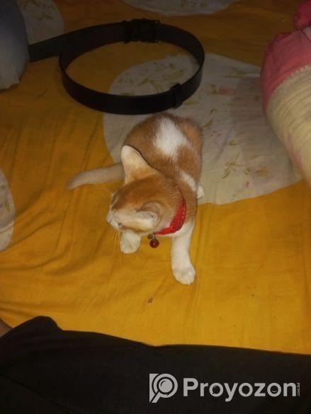 মিক্স পাসিয়ান বিড়াল