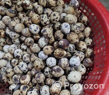 কোয়েল পাখির ডিম বিক্রি