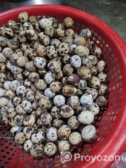 কোয়েল পাখির ডিম বিক্রি
