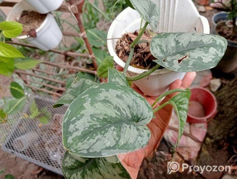 ইনডোর প্লান্ট