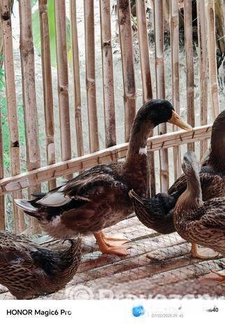 পাতি হাঁস বিক্রি যবে ১. ৮ কেজি ওজন