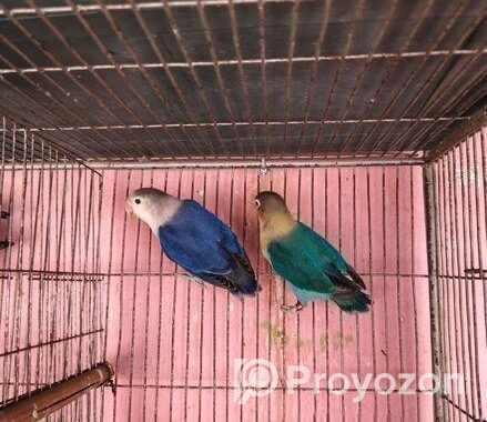 লাভ বার