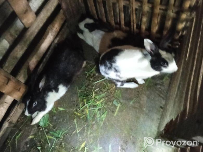 খরগোশ বিক্রি করা হবে