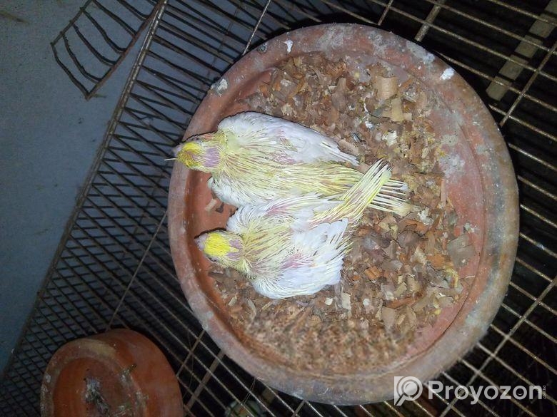 লুটিনো৷ পাল বেবি