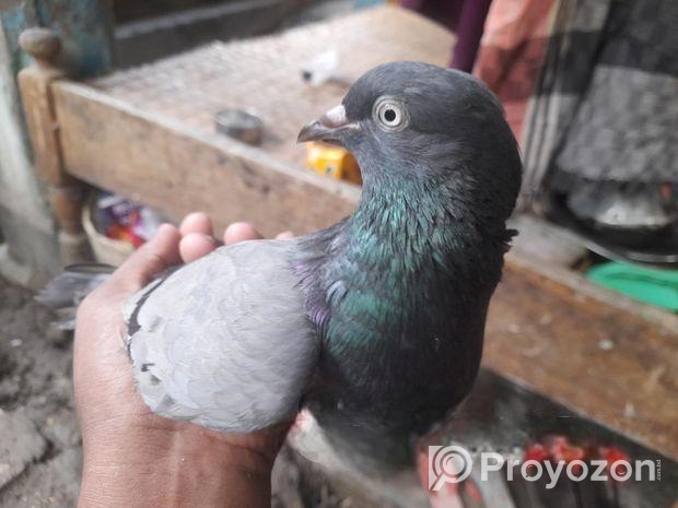 বুনো গিরিবাজ কবুতর