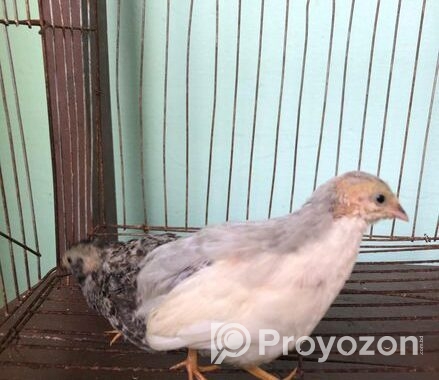 King Quail