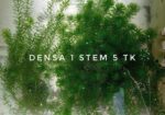 Aquarium plants