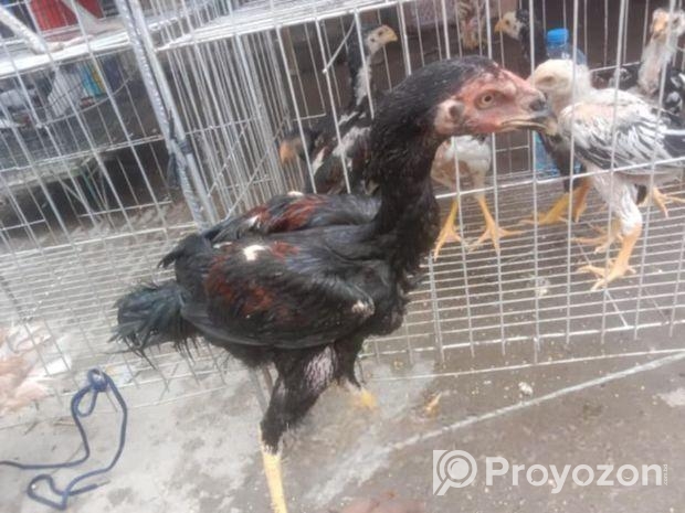 আসলী মুরগী বিক্রি হবে