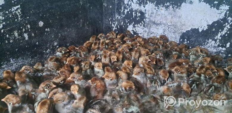 টাইগার ১৫ দিনের