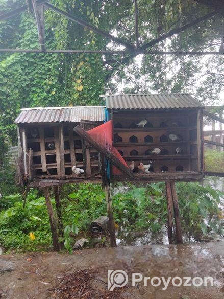 কবুতর + খোপ বিক্রি হবে