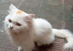PURE PERSIAN MALE CAT