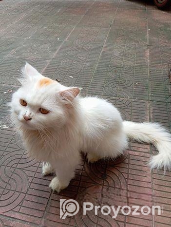 PURE PERSIAN MALE CAT