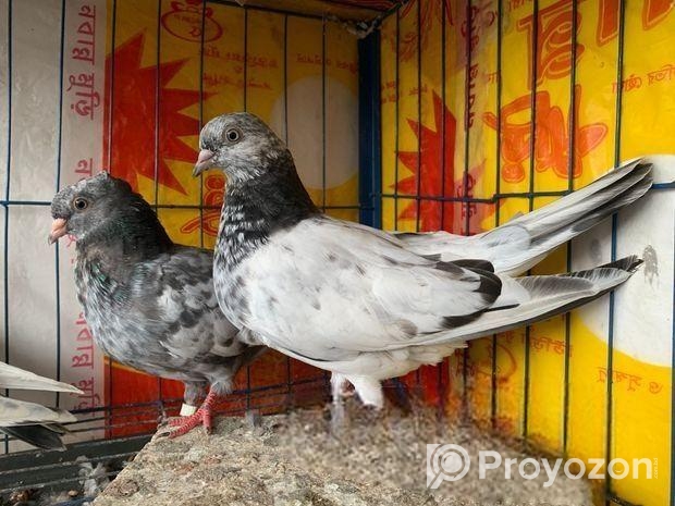 ২ জোড়া New adalt কিছু দিন এর মধ্যে ডিম দিবে