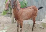 রাম ছাগল(মেয়ে)