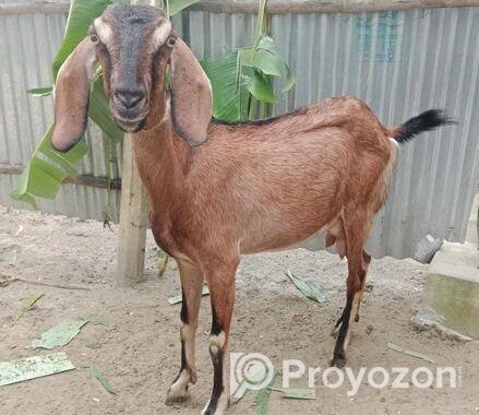 রাম ছাগল(মেয়ে)