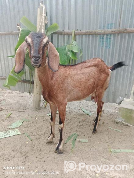 রাম ছাগল(মেয়ে)