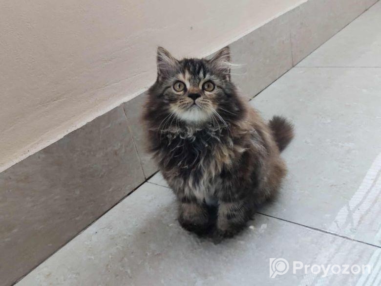 পার্সিয়ান ট্রিপল কোট বিড়াল