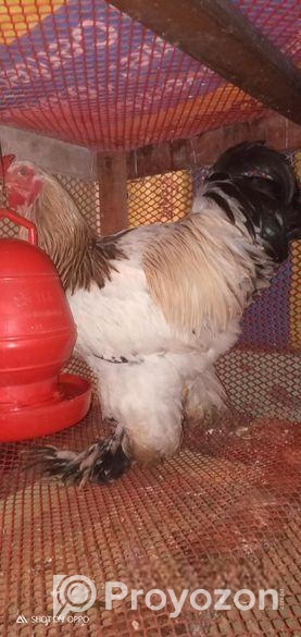 ব্রাহামা মোরগ ও মুরগি এক জোড়া