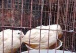 সাদা ডিম পারতেছো রানিং কোয়েল পাখি