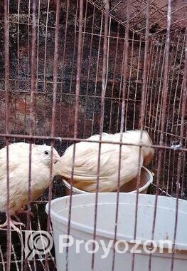 সাদা ডিম পারতেছো রানিং কোয়েল পাখি