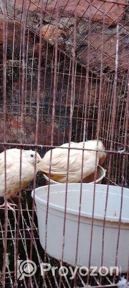 সাদা ডিম পারতেছো রানিং কোয়েল পাখি