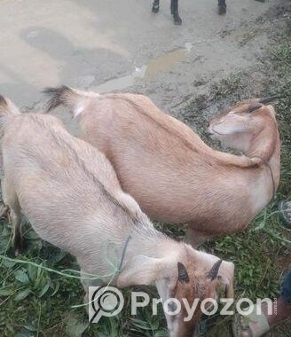 Goat ছাগল