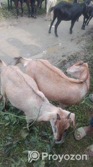 Goat ছাগল