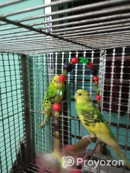 5 টি ঝুটিওয়ালা বাজিগর পাখি খাতা সহ বিক্রি করা হবে