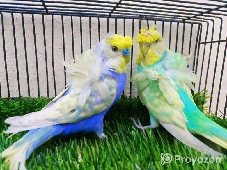 জাপানিছ বাজরিগার পাখি