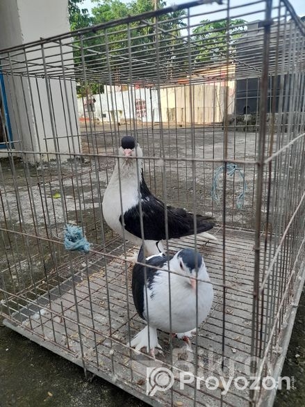 সিরাজী কবুতর