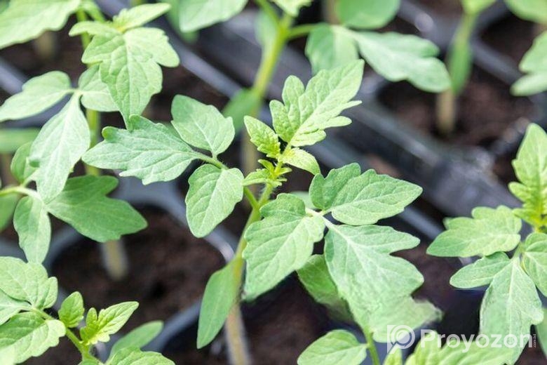 গ্রাফটিং টমেটো চারা