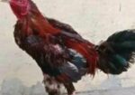 আসলী মুরগী বিক্রি হবে