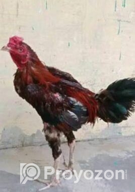 আসলী মুরগী বিক্রি হবে