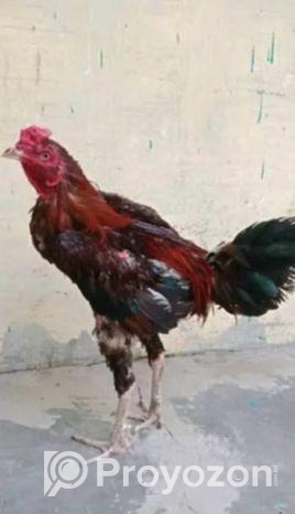 আসলী মুরগী বিক্রি হবে