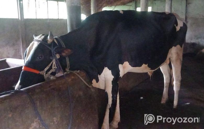 Dekha Goru Sell Hobe