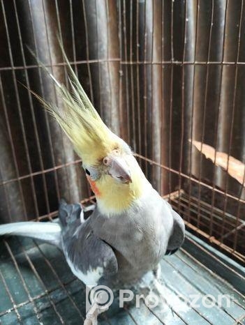 ককাটেল পাখি নর