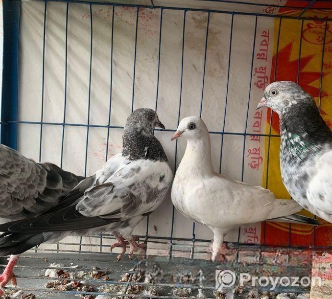 ২ জোড়া New adalt কিছু দিন এর মধ্যে ডিম দিবে