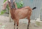 রাম ছাগল(মেয়ে)