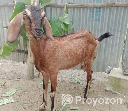 রাম ছাগল(মেয়ে)
